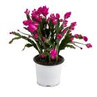 Weihnachtskaktus - 113646800000 - 0 - 140px