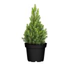 Zuckerhut Fichte - 113646900000 - 0 - 140px