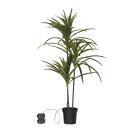 Palme mit LED-Beleuchtung - 113829000000 - 0 - 140px