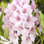 Blumenbuchs Pink - 113984300000 - 0 - 140px