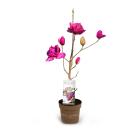 Magnolienstamm 60cm - 113984600000 - 0 - 140px
