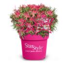 Alpenrose 'Star Style' pink - 113984800000 - 0 - 140px