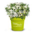 Alpenrose 'Star Style' weiß - 113984900000 - 0 - 140px