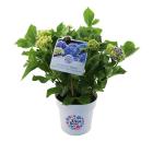 Bauernhortensie Diva Fiore - 113985000000 - 0 - 140px