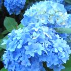 Bauernhortensie blau C5 - 113985300000 - 0 - 140px