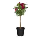 Rosenstamm 50cm - 113985500000 - 0 - 140px