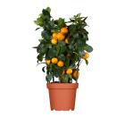 Zitrone Mix Spalier 40cm - 113985600000 - 0 - 140px