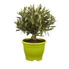 Oivenstrauch Busch 40cm - 113985800000 - 0 - 140px