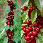 Kirsch-Säule Aroma Spur D.Rot - 113985900000 - 0 - 140px