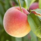 Pfirsich-Säule Aroma Spur - 113986100000 - 0 - 140px