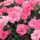 Nelke "I love you" 2er Set - 113986500000 - 0 - 140px