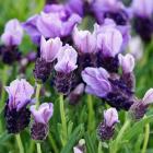 Schopflavendel 3er Set - 113986600000 - 0 - 140px