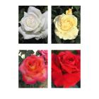 Rosen Klassisch & Edel 4tlg. - 113992700000 - 0 - 140px