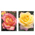 Edelrosen Paradiesvögel 2tlg. - 113993100000 - 0 - 140px