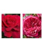 Rosen Klassisch & Ausgefallen - 113993200000 - 0 - 140px