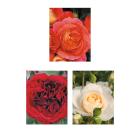 Rosen-Trio mit Farbenpracht - 113993600000 - 0 - 140px
