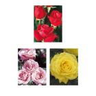 Beetrosen Alte Zeiten 3tlg. - 113993700000 - 0 - 140px