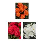 Rosen Die unschlagbaren Drei - 113993800000 - 0 - 140px