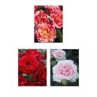 Beetrosen 3er Set mehrfarbig - 113993900000 - 0 - 140px