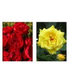 Kletterrose 2er Set gelb/rot - 113994200000 - 0 - 140px