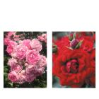 Kletterrose 2er Set rosa/rot - 113994300000 - 0 - 140px