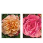 Rosen-Set Edle Partner - 113994400000 - 0 - 140px