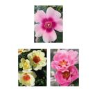 Rosen Auge des Orients 3tlg. - 113994700000 - 0 - 140px