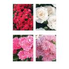 Rosen Fairy Super Set 4tlg. - 113994900000 - 0 - 140px