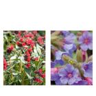 Die Frühblüher 2tlg. - 113995200000 - 0 - 140px