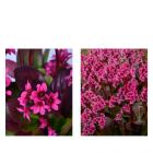 Bergenia-Set 2tlg. - 113995300000 - 0 - 140px