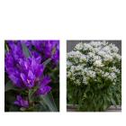 Farbenfrohe Glockenblumen 2tlg - 113995400000 - 0 - 140px