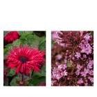 Stauden-Set 2tlg. - 113995500000 - 0 - 140px