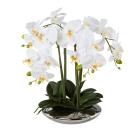 Orchidee weiß in Silberschale - 114006000000 - 0 - 140px