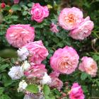 Strauchrose Kletter David - 114084200000 - 0 - 140px