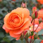 Beetrose Phoenix - 114084600000 - 0 - 140px