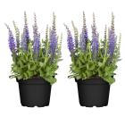 Salbei 2er Set - 114084800000 - 0 - 140px