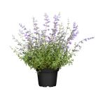 Katzenminze - 114084900000 - 0 - 140px