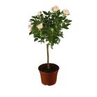 Rosenstamm 50cm creme - 114085200000 - 0 - 140px