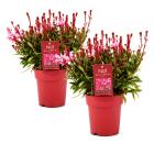 Prachtkerze pink 2er Set - 114206100000 - 0 - 140px
