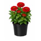 Zinnie rot - 114294500000 - 0 - 140px