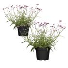 Eisenkraut 2er Set T13 - 114294800000 - 0 - 140px