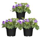 Storschnabel Rozanne 3er Set - 114295000000 - 0 - 140px