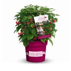 Himbeere "Lucky Berry" - 114295300000 - 0 - 140px