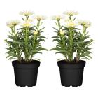 Garten-Margerite T13 2er Set - 114295400000 - 0 - 140px
