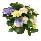 Bauernhortensie trio T22 cm - 114296400000 - 0 - 140px