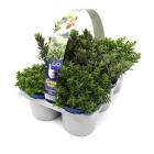 Hebe 6er Pack - 114375800000 - 0 - 140px
