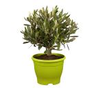 Olivenbaum 25/30 cm - 114376000000 - 0 - 140px
