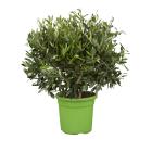 Olivenbaum 40/50 cm - 114376100000 - 0 - 140px