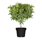 Limette Ministamm - 114376200000 - 0 - 140px