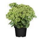 Herbstfreund - 114376900000 - 0 - 140px